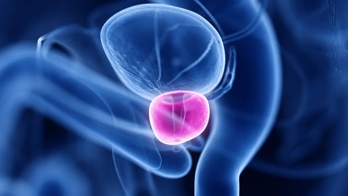 Medizinisch korrekte 3D-Rendering-Darstellung der Prostata